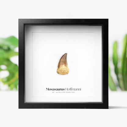 Mosasaurus Hoffmannii Tooth