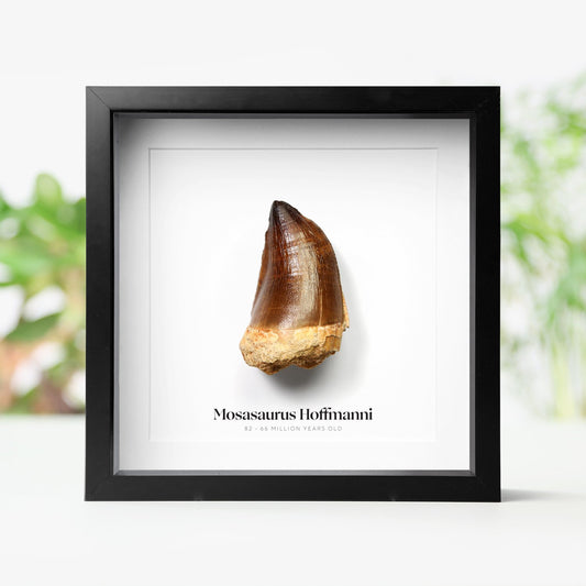 Mosasaurus Tooth
