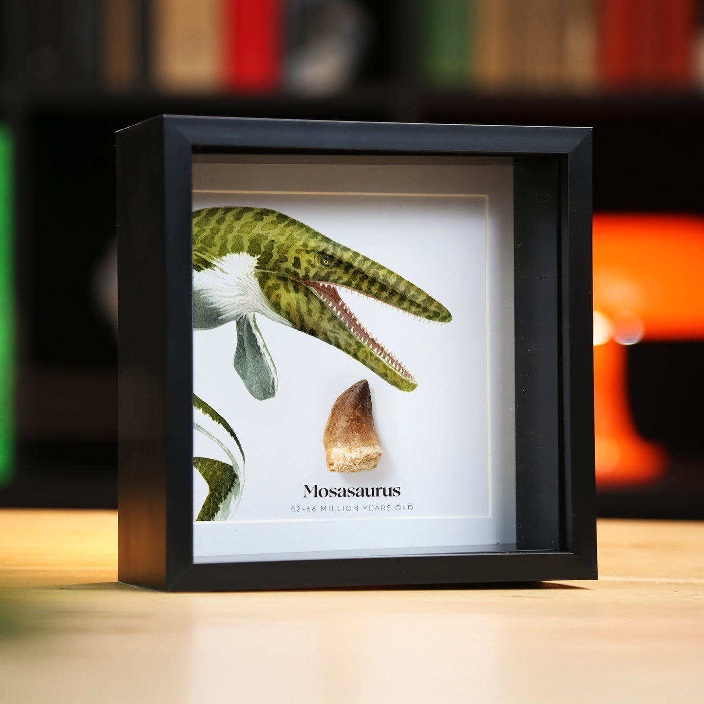 Mosasaurus Tooth