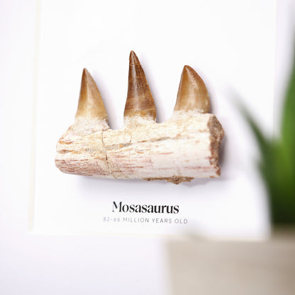 Mosasaur Jaw Section