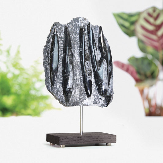 Orthocera Black Marble