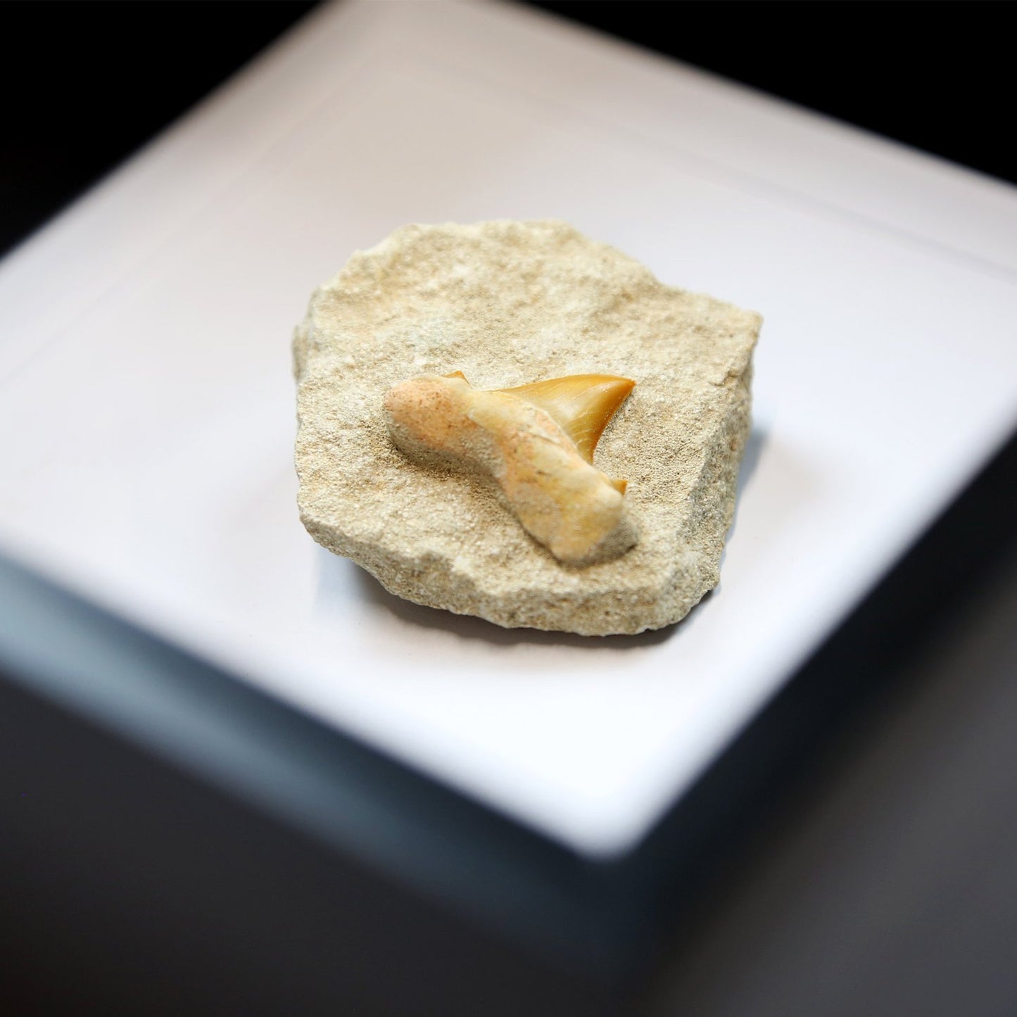 Otodus Obliquus Shark Tooth in Matrix