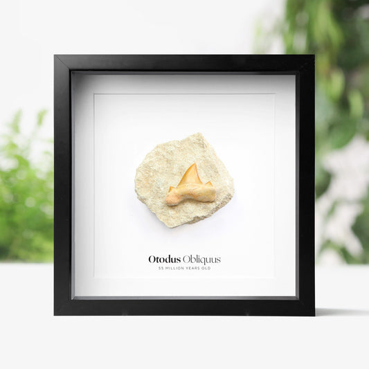 Otodus Obliquus Shark Tooth in Matrix