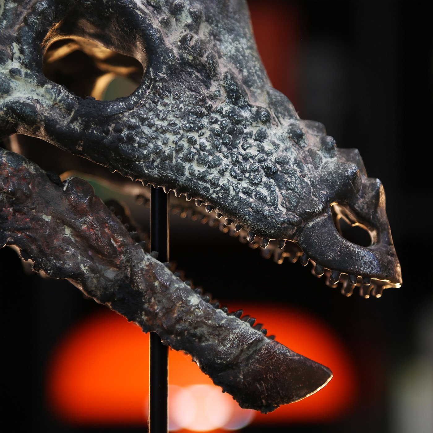 Pachycephalosaurus