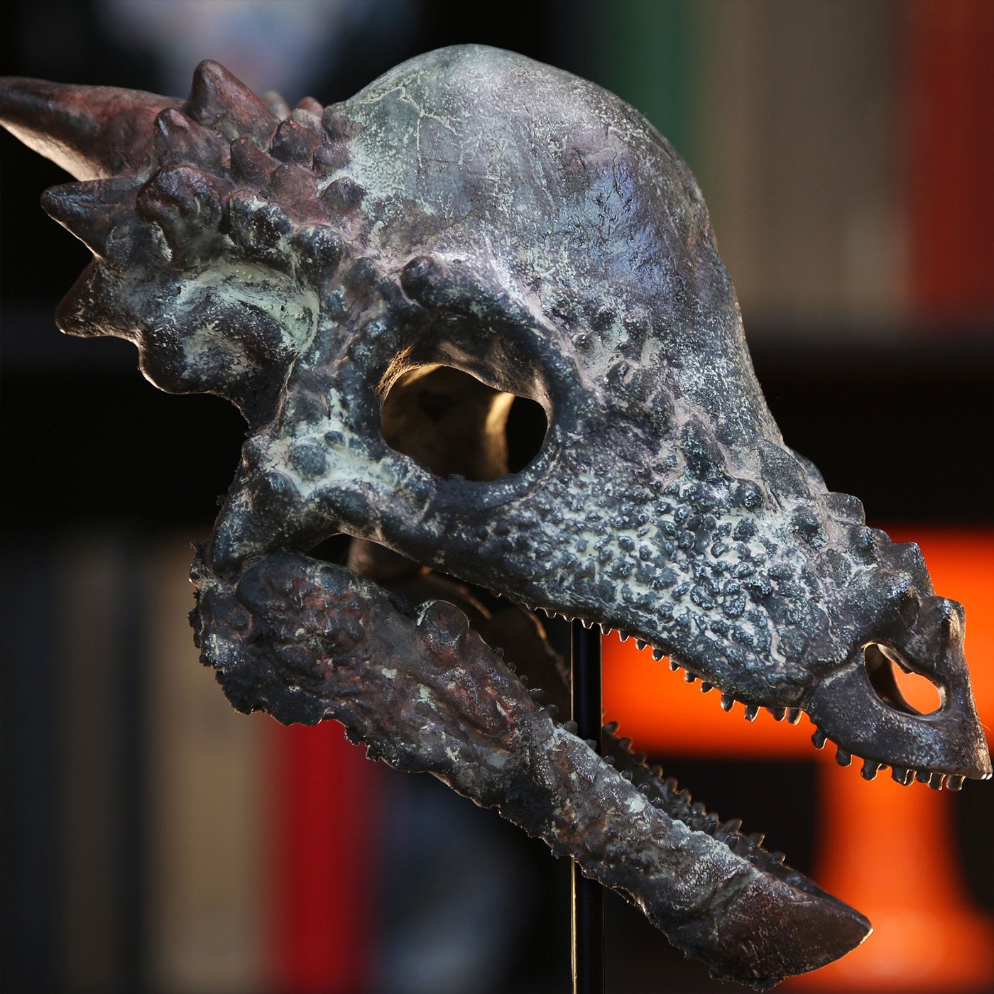 Pachycephalosaurus