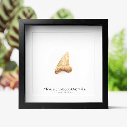 Paleocarcharodon Orientalis Tooth