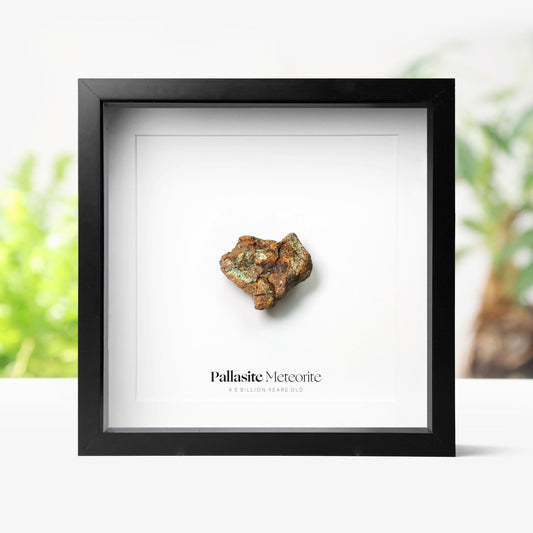 Pallasite Meteorite