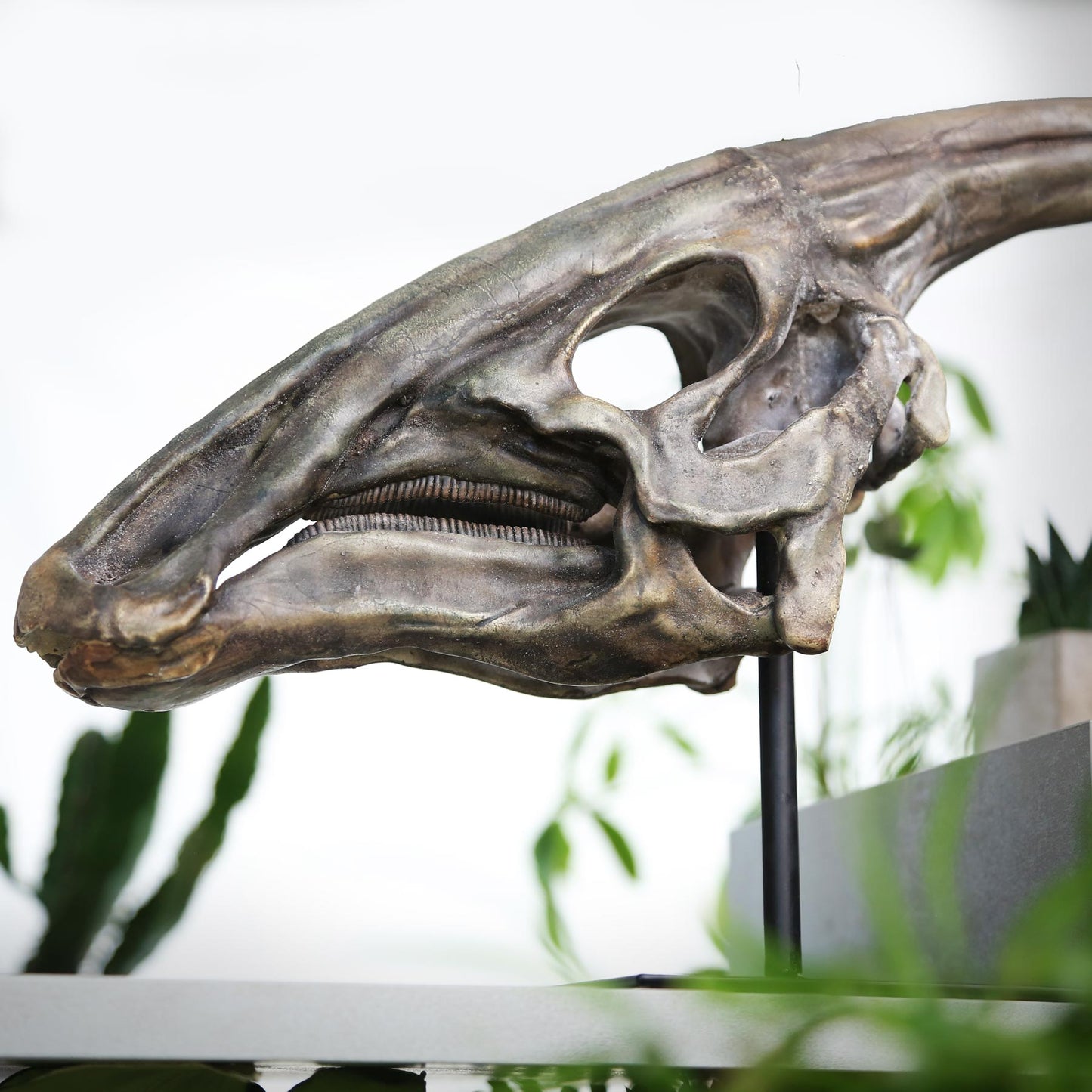 Parasaurolophus