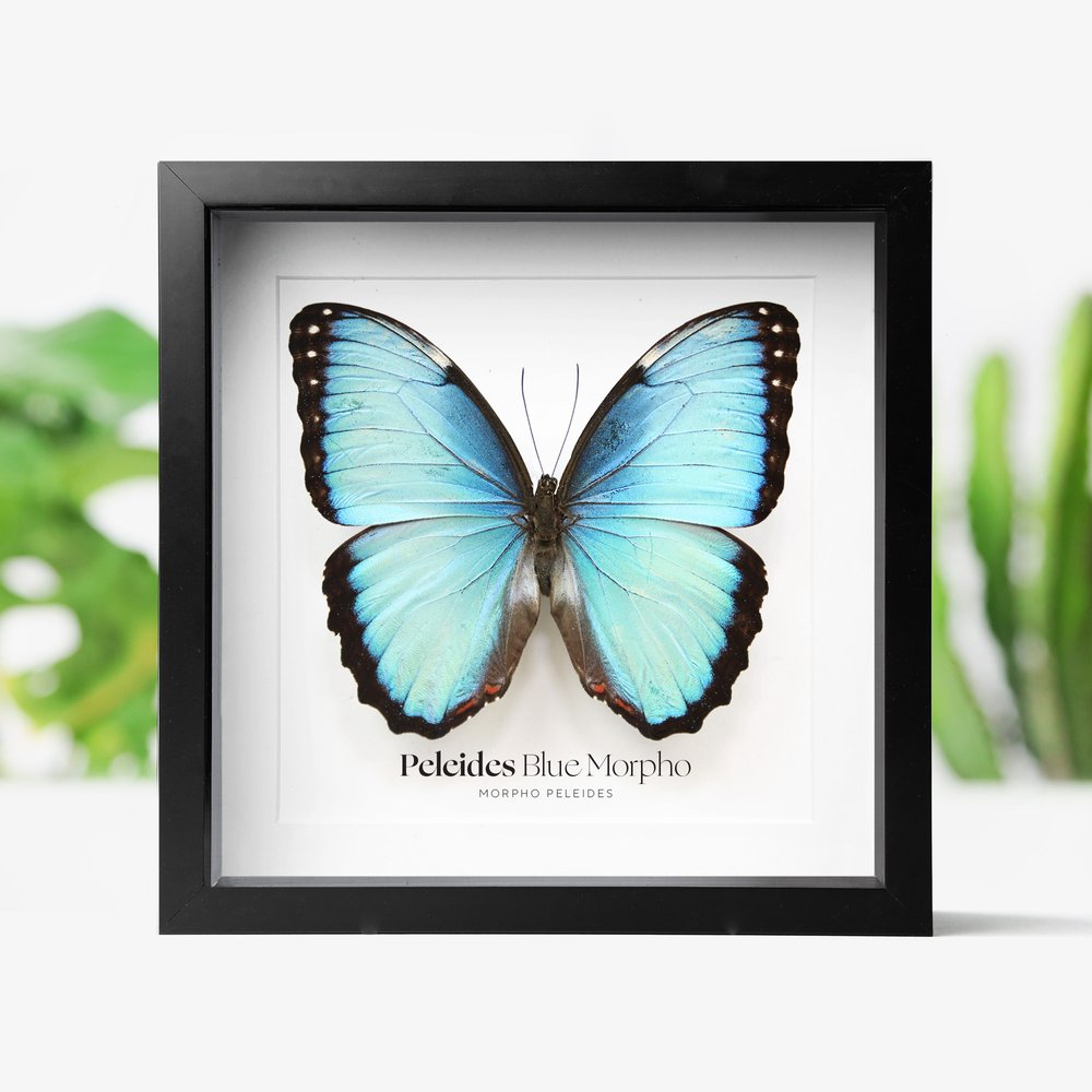 Peledies Blue Morpho