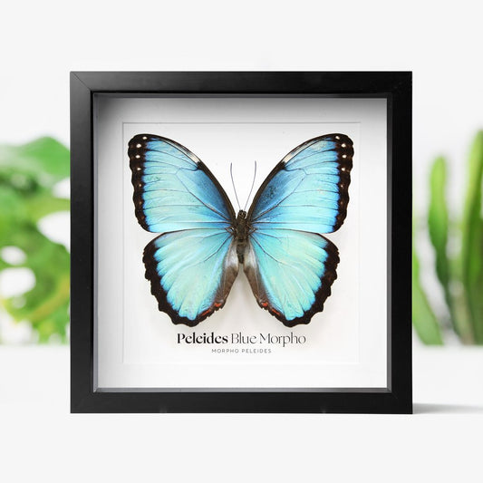 Peledies Blue Morpho