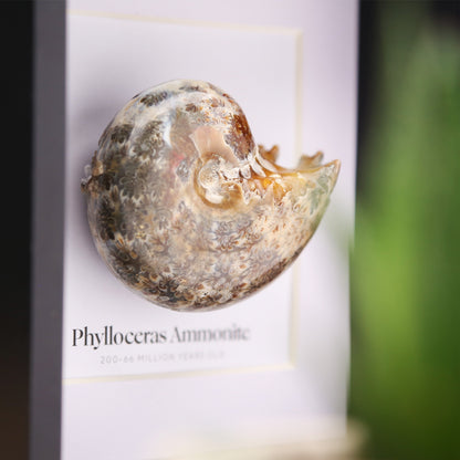 Phylloceras Ammonite