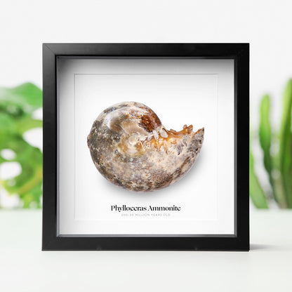 Phylloceras Ammonite