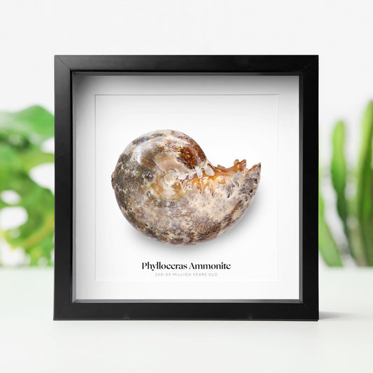 Phylloceras Ammonite
