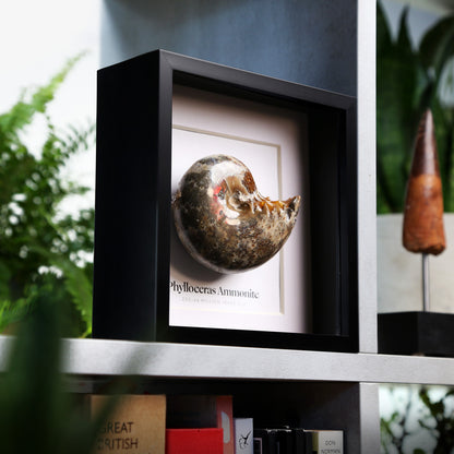 Phylloceras Ammonite