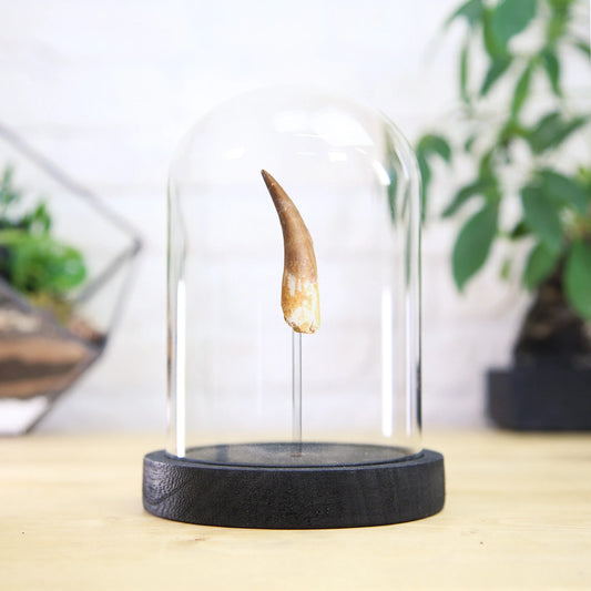 Plesiosaur Tooth
