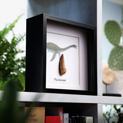 40-60mm Plesiosaur Tooth
