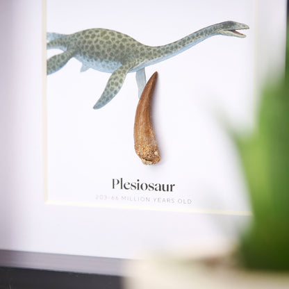 40-60mm Plesiosaur Tooth