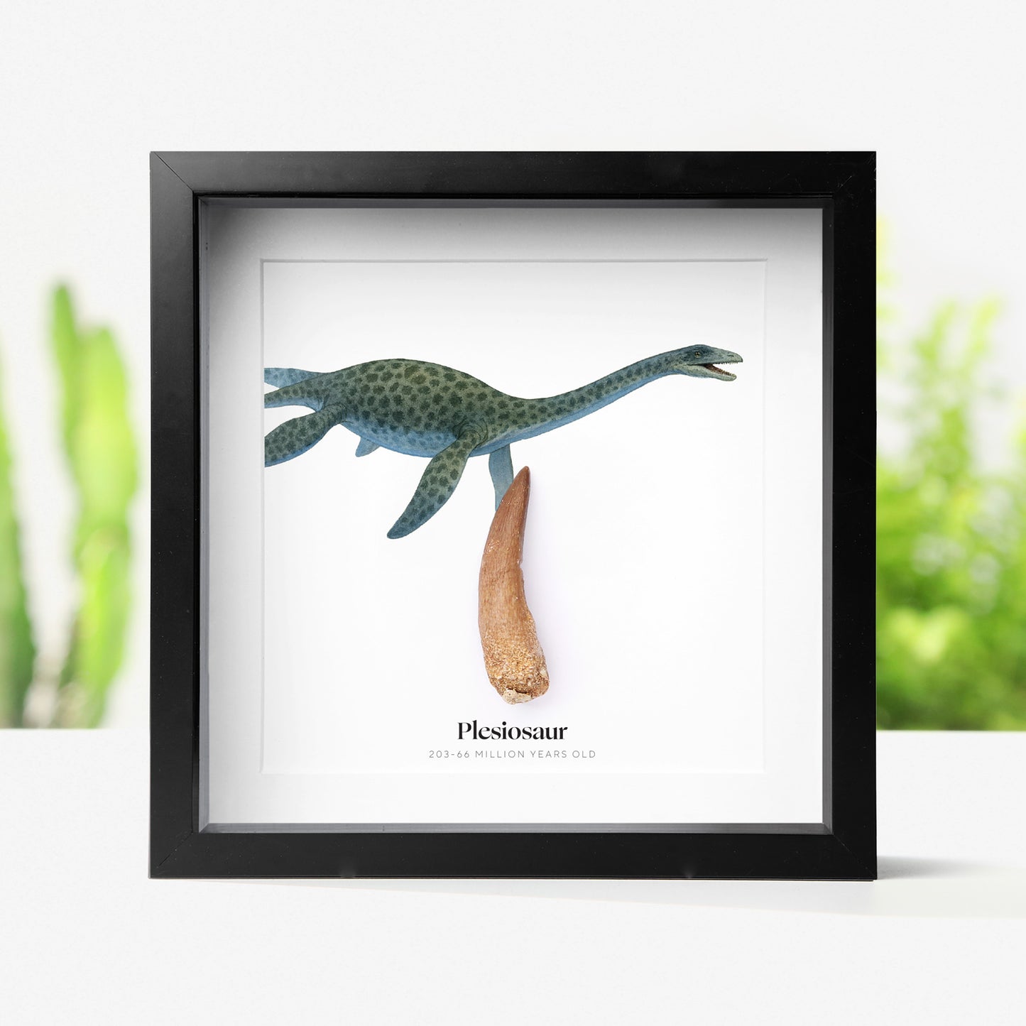 40-60mm Plesiosaur Tooth
