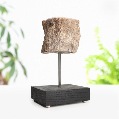 Plesiosaur Bone