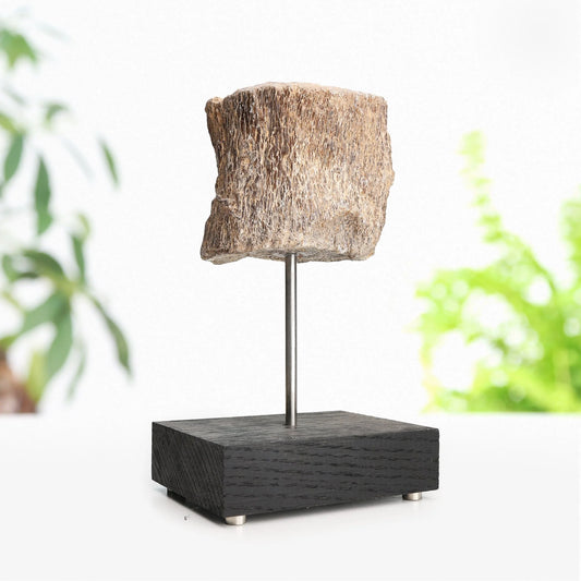 Plesiosaur Bone