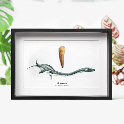 Plesiosaur Tooth