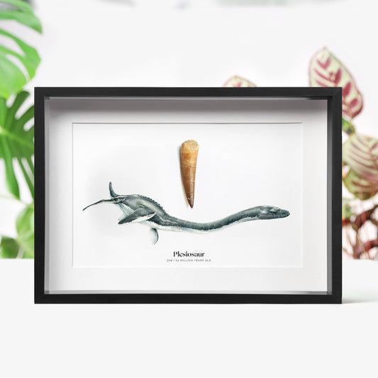 Plesiosaur Tooth
