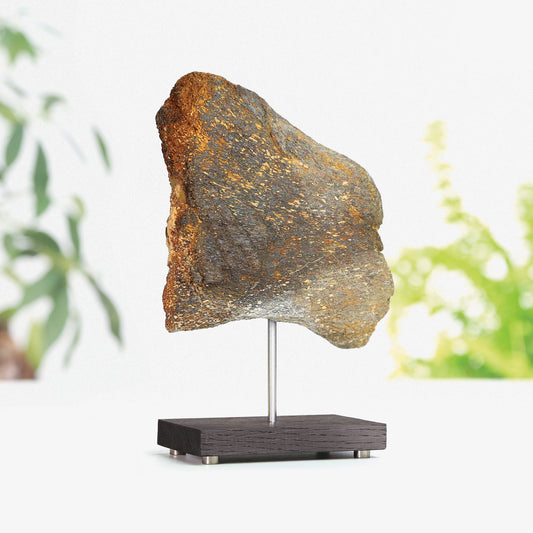Plesiosaur Bone