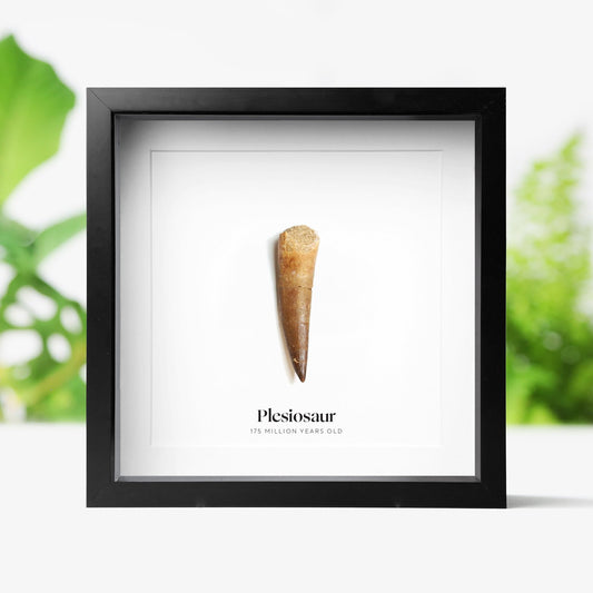 Plesiosaur Tooth