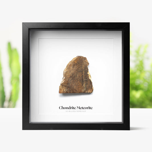 Polished Chondrite Meteorite