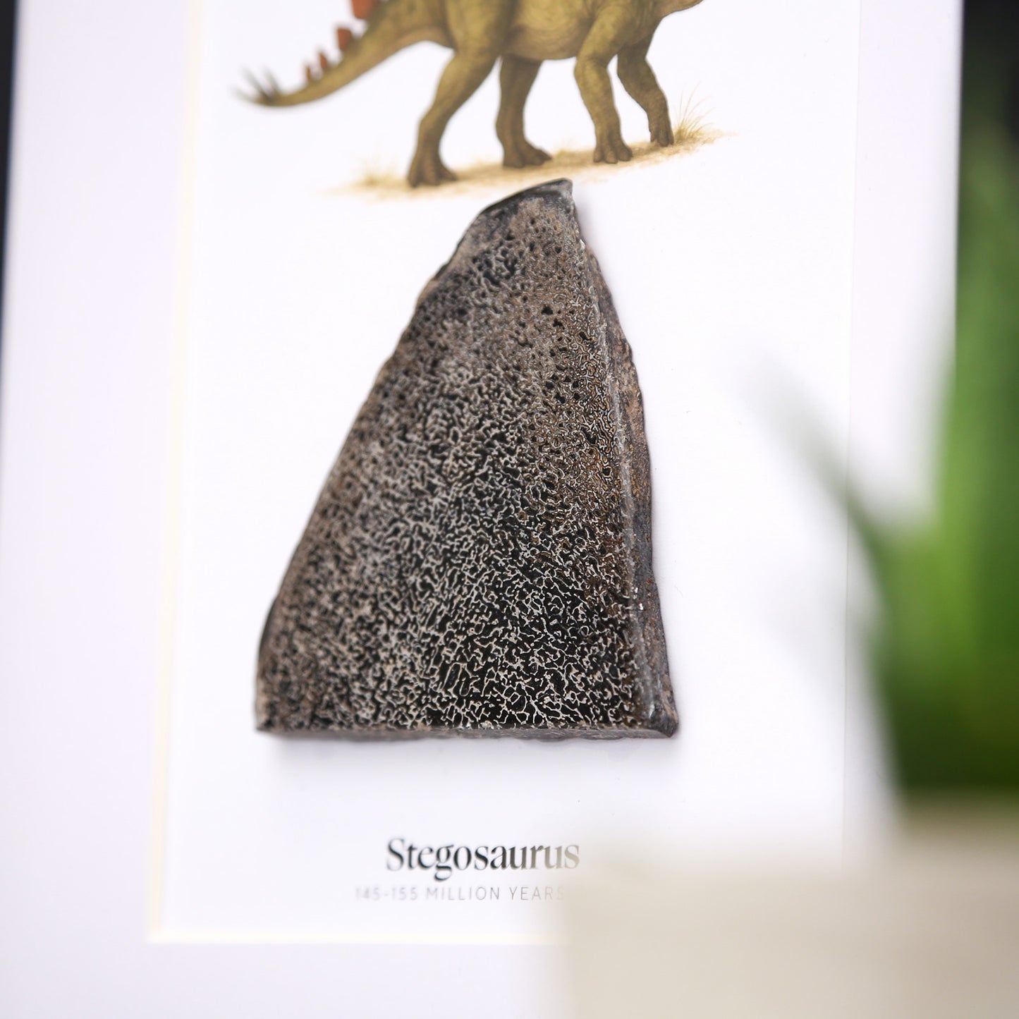 Stegosaurus Bone
