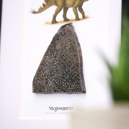 Stegosaurus Bone