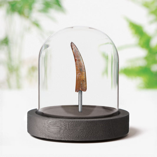 Pterosaur Tooth