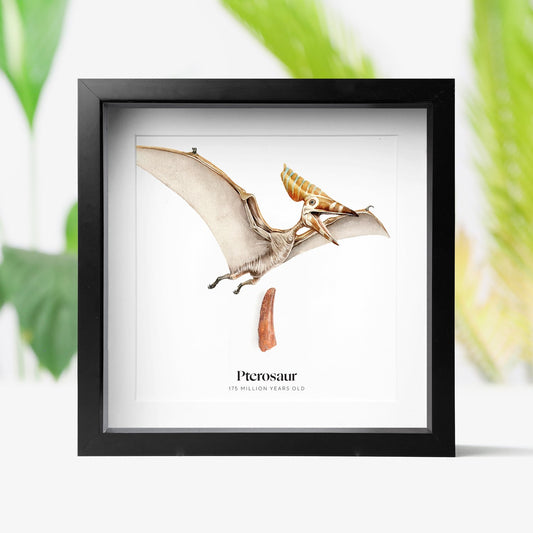 Pterosaur Tooth