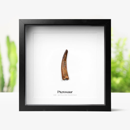Pterosaur Tooth
