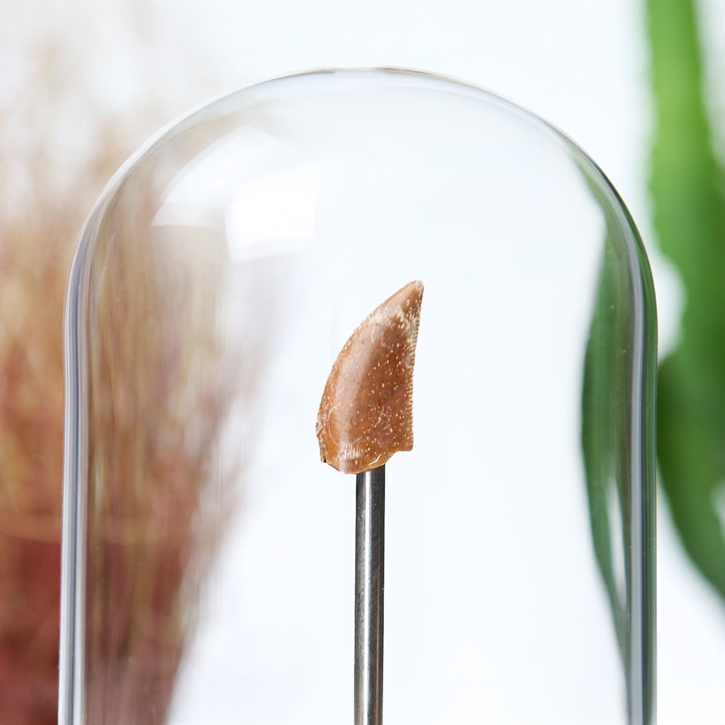 Velociraptor Tooth