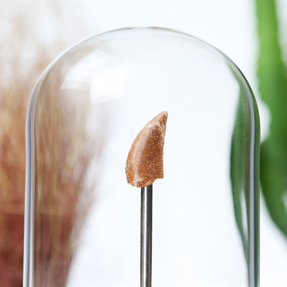 Velociraptor Tooth