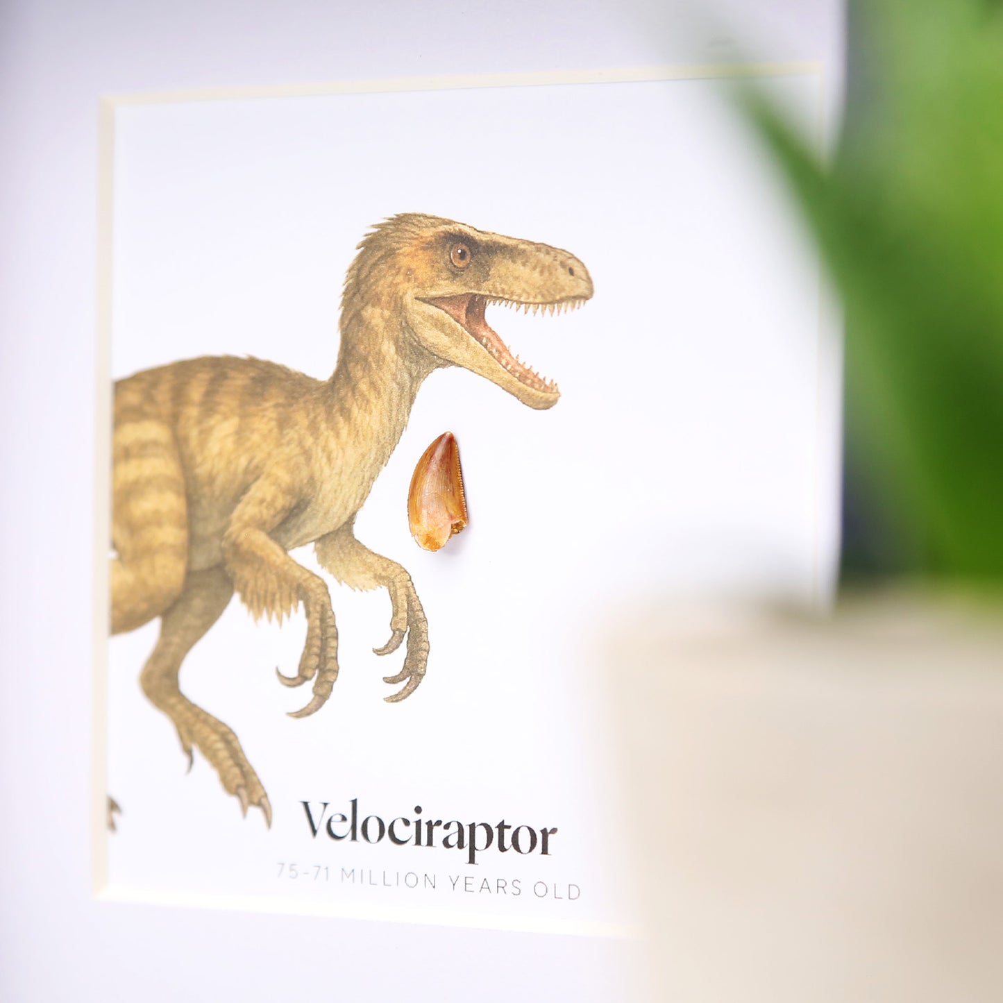 Velociraptor Tooth