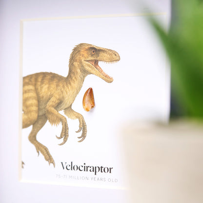 Velociraptor Tooth