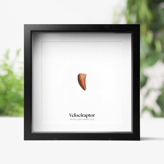 Velociraptor Tooth