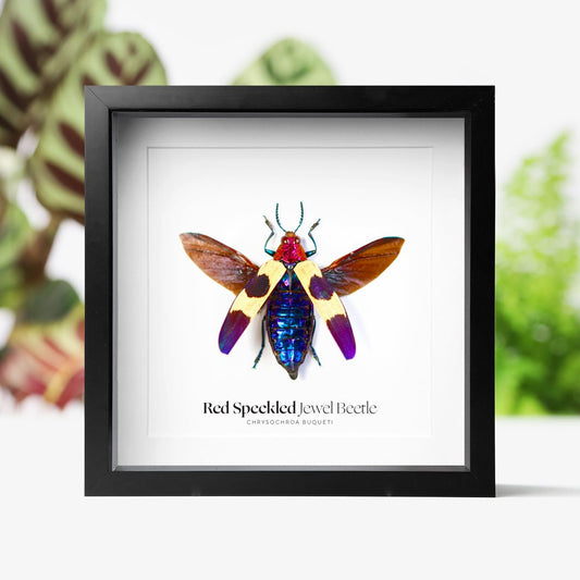 Red Speckled Jewel Beetle
