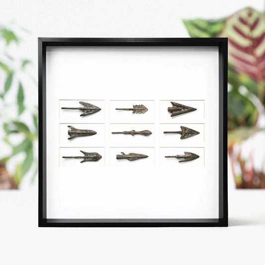 Roman Arrowhead Myriad