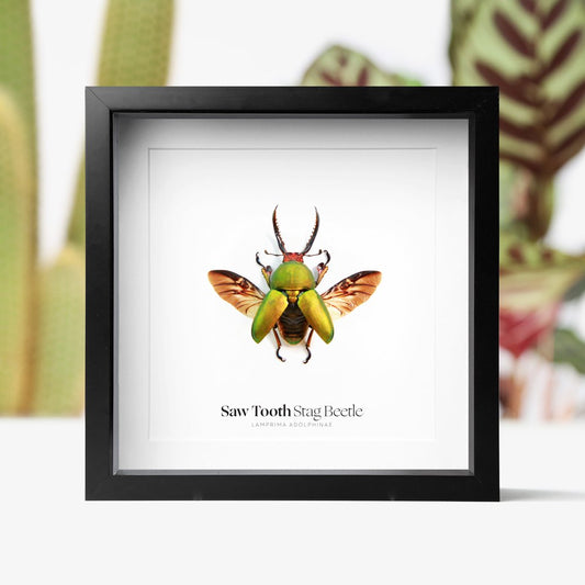 Saw Tooth Stag Beetle