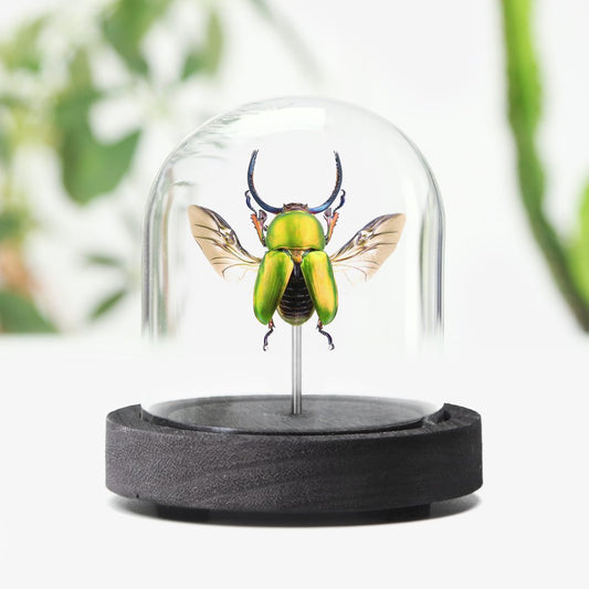 Saw-Tooth Stag Beetle