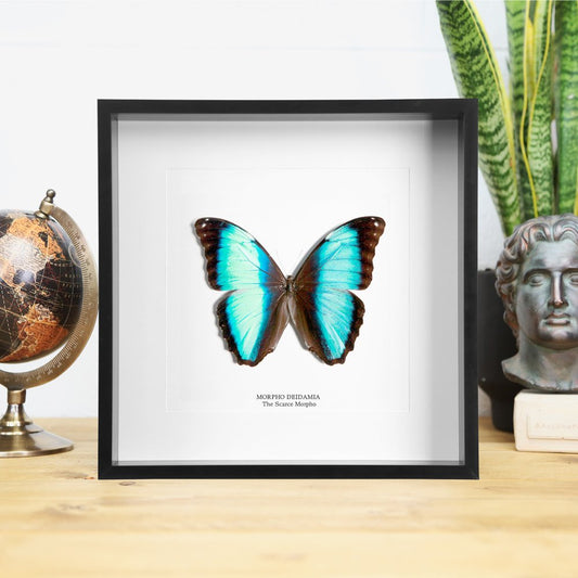 Scarce Morpho