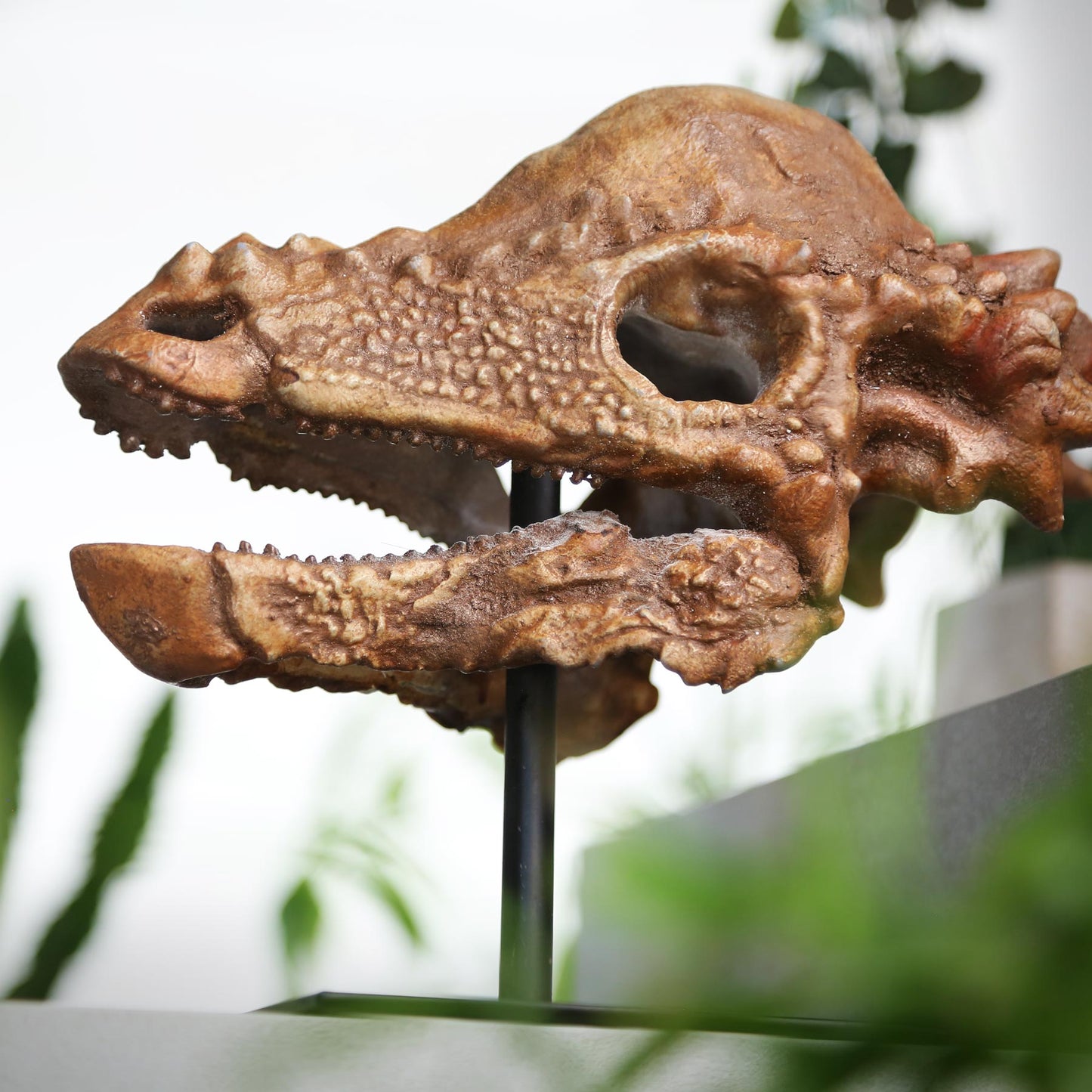 Pachycephalosaurus