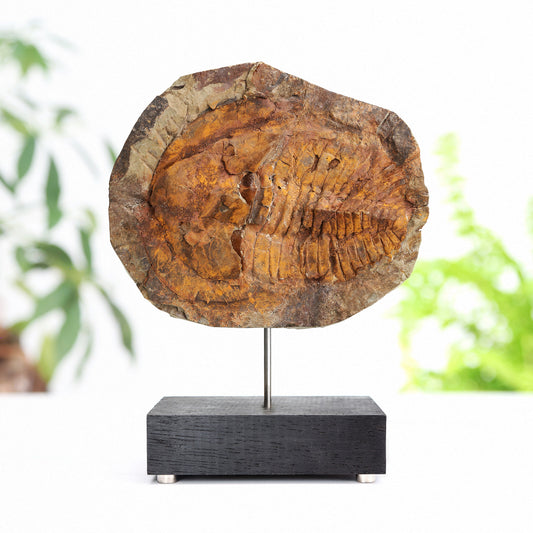Reedops Trilobite