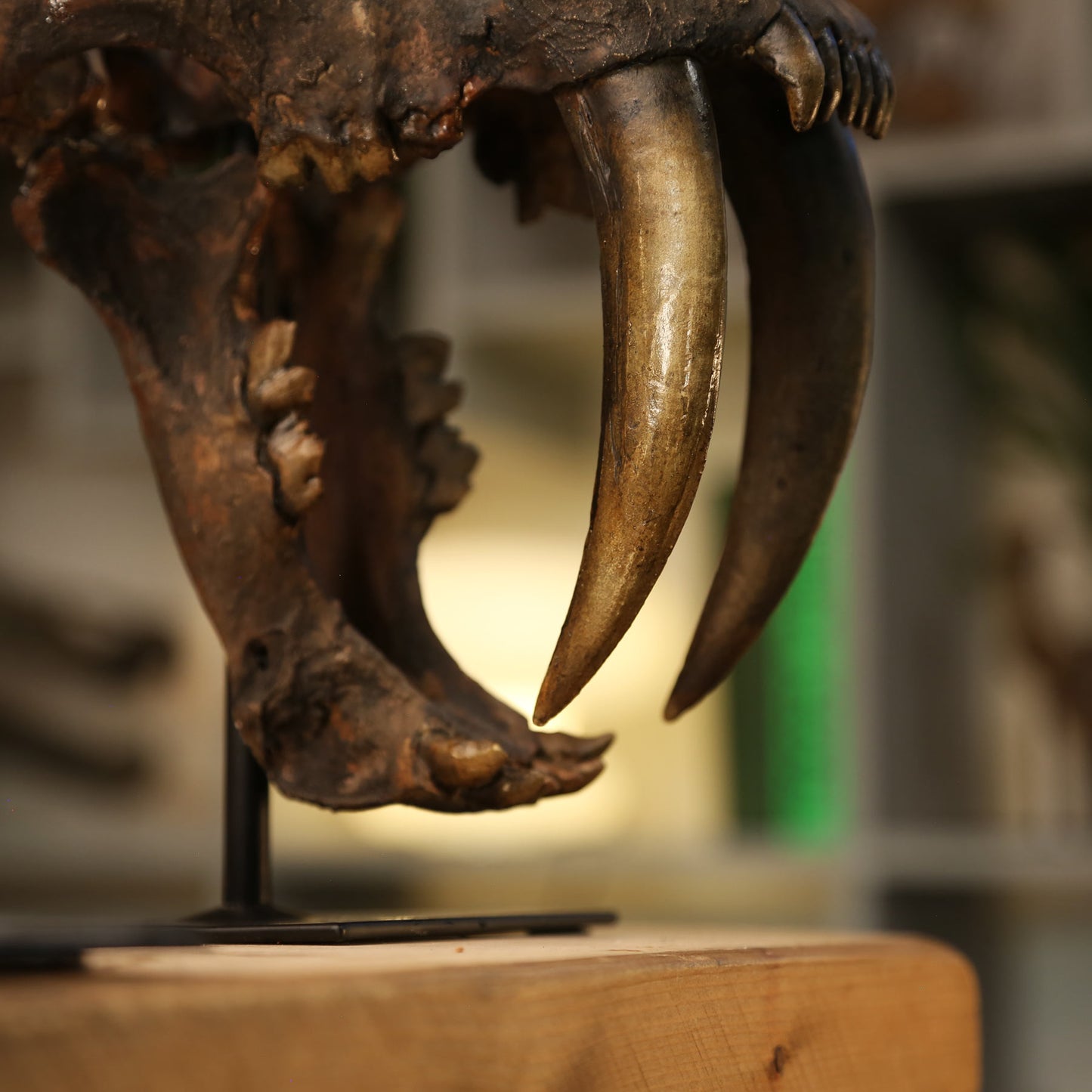 Smilodon Saber-Toothed Cat