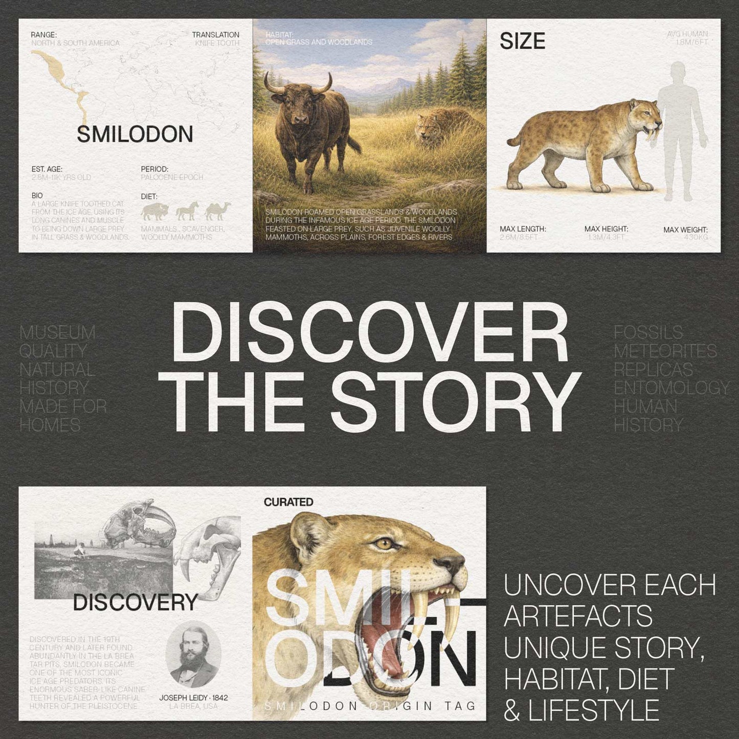 Smilodon Saber-Toothed Cat