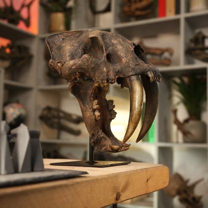 Smilodon Saber-Toothed Cat