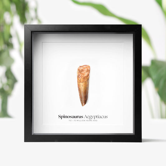 Spinosaurus Tooth